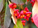 Jardin Van den Hende