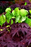 photo bicolore, Jardin Van den Hende