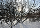 Promenade hivernale au jardin Van den Ende