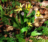  Marais du Nord , ail douce.  Érythronium americanum