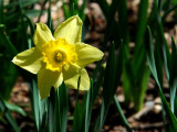 Wild Daffodil,Narcisse, Parc du Bois-de-coulonge
