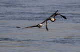 Bald Eagles 2019