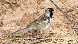 Harriss Sparrow (adult)