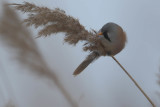 Bearded Reedling, Remiz pendulinus, Lddesns 20210211-3.jpg