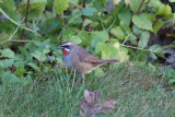 Siberian Rubythroat, Luscinia Calliope, ad male, Vargn 211121.-4.jpg