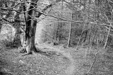 12th April 2020 path in the woods