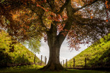 18th May 2020 <br> heart shaped tree