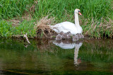 19th May 2020 <br> chicks