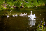 9th June 2020 <br> swan family 