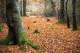 7th November 2020 crispy path