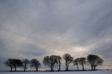 25th December 2020 Christmas trees