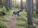 Baloo