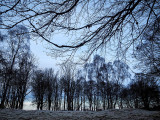 treemendous