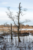 24th January 2021 tough tree