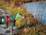 30th January 2021 <br> cosy hound