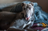 27th February 2021 happy hound