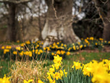 4th April 2021 daffs