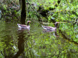 26th May 2021 ducks