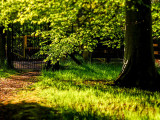 27th May 2021 shady walk