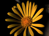 31st May 2021 yellow
