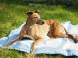 5th June 2021 hot hound