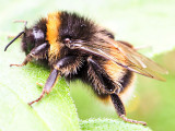 18th July 2021 bee