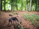 7th August 2021 back in the woods