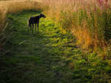 27th August 2021<br> long grass