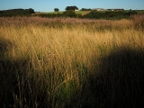 16th September 2021 golden grass