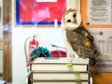 22nd September 2021 therapy owl