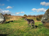 26th September 2021 megalithic hound