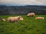 animals