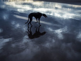 15th November 2021 take your hound to work day