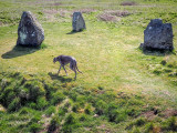 8th May 2022  megalithic hound