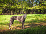 10th May 2022 monarch of the woods