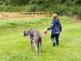 18th August 2022 <br> apprentice hound whisperer