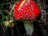 P9190013-2-001.jpg