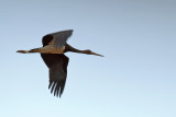 Young Black Stork - (Ciconia nigra)