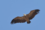 Griffon vulture (Gyps fulvus)