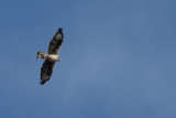 Bonellis Eagle  ( Aquila fasciata)