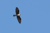 Bonellis Eagle   (Aquila fasciata)