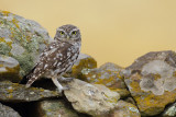 Little Owl  (Athene noctua)