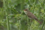 Olivaceous Warbler (Hippolais pallida)