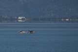 Common Dolphin (Delphinus delphis)