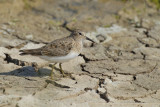 Temminck's Stint (Calidris or Erolia temminckii)