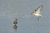 Little Stint, Calidris minuta (or Erolia minuta)