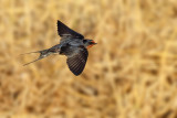 Barn Swallow (Hirundo rustica) 