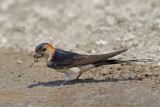 Red-rumped Swallow (Cecropis daurica rufula) 