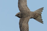 Swift (Apus apus)