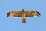 Bonellis Eagle (Aquila fasciata)